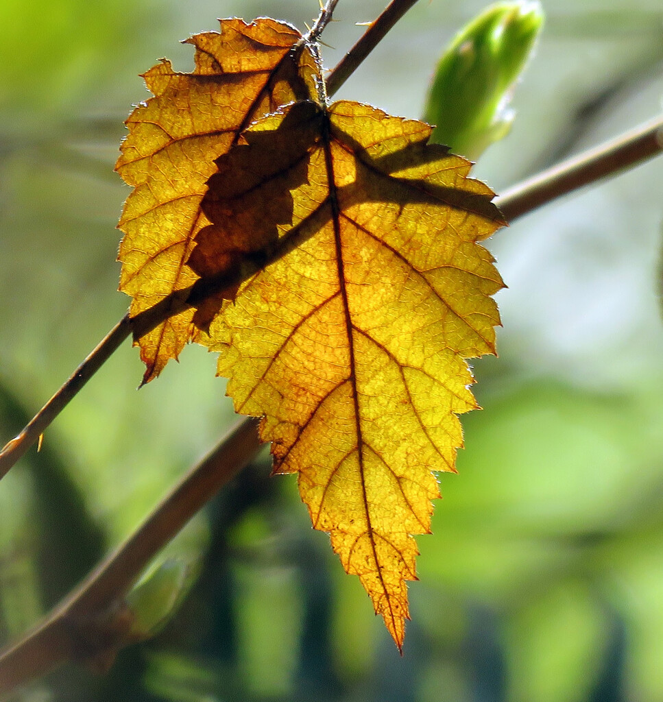 Leaves by seattlite