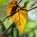 Leaves by seattlite