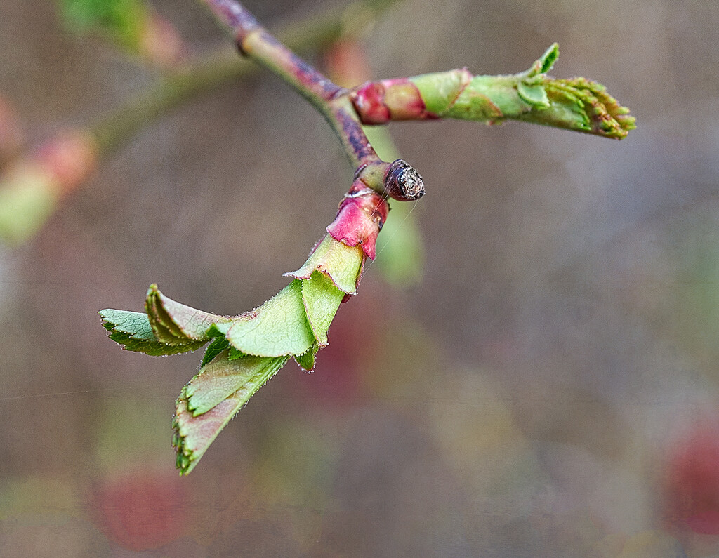 Rose Bush Leafing Out by gardencat