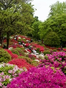 15th Apr 2023 - The Azalea Garden, Nezu Shrine  P4157995