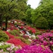 The Azalea Garden, Nezu Shrine  P4157995 by merrelyn