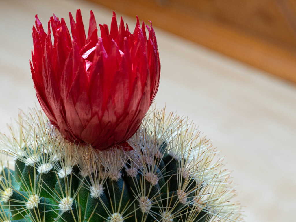 Flowering Cactus by heftler