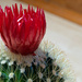 Flowering Cactus by heftler