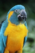 26th Mar 2023 - Macaw