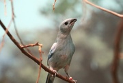 27th Mar 2023 - Blue Gray Tanager