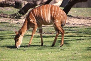 14th Apr 2023 - Baby Antelope 
