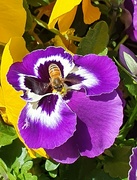 16th Apr 2023 - How to bee a pansy