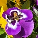 How to bee a pansy