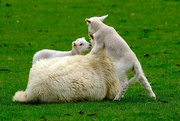 16th Apr 2023 - Lambs and Mum