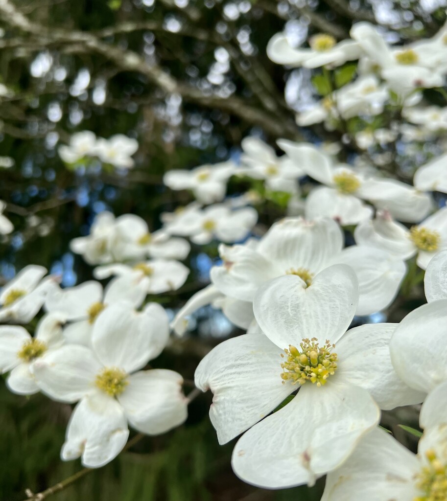 Dogwoods have Peaked by calm