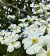 16th Apr 2023 - Dogwoods have Peaked