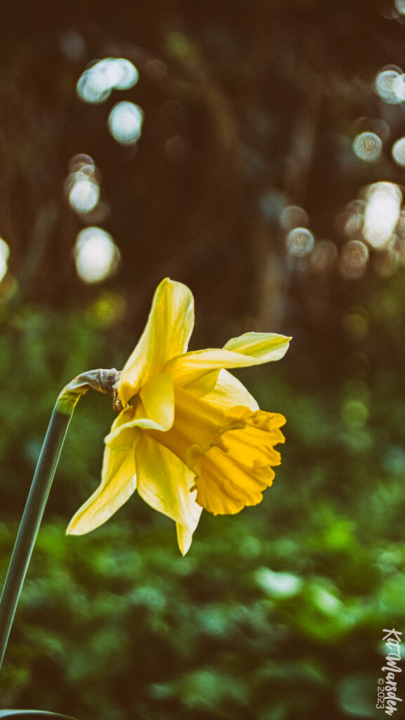 Spring Daffodil by manek43509