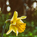 Spring Daffodil by manek43509