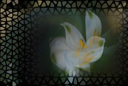 16th Apr 2023 - White flower........