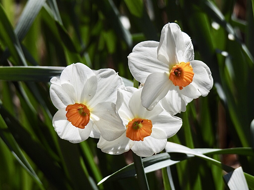 Late Narcissi by susiemc