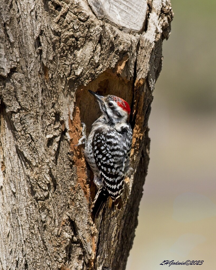 LHG_1089Male Ladderback Woodpecker by rontu