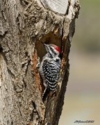 16th Apr 2023 - LHG_1089Male Ladderback Woodpecker