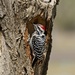 LHG_1089Male Ladderback Woodpecker by rontu