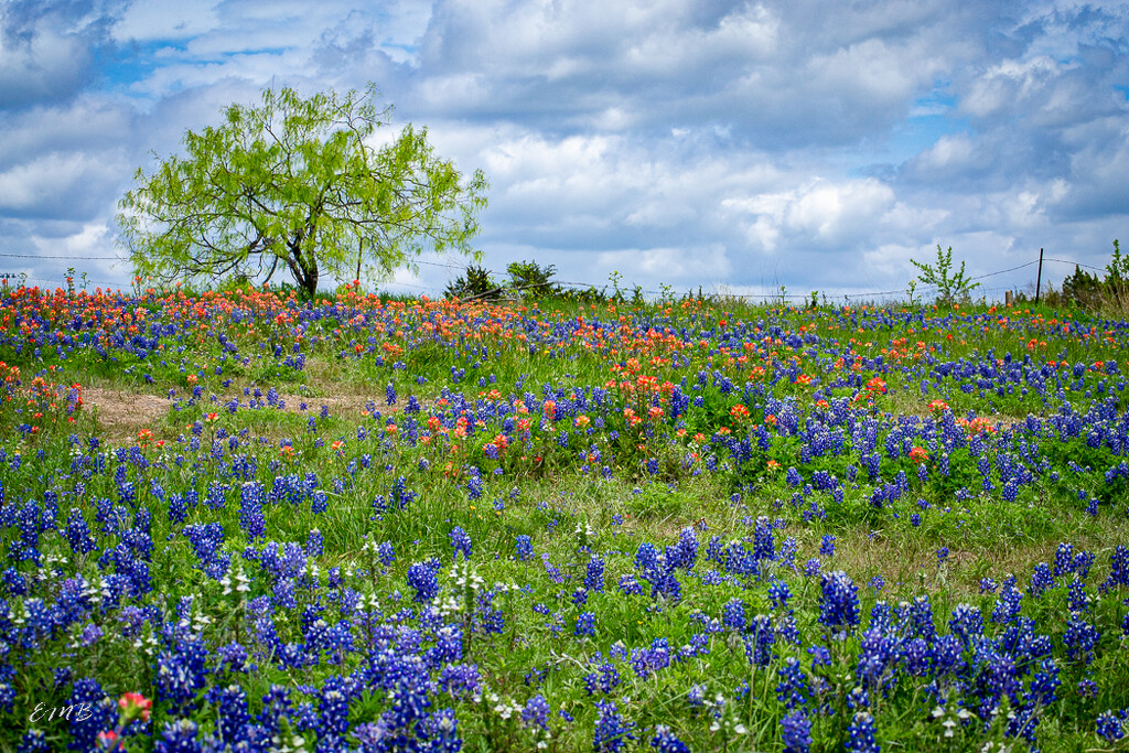 Blue Bonnets and tree by theredcamera