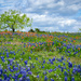 Blue Bonnets and tree by theredcamera