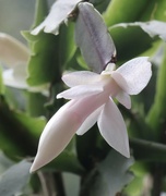 16th Apr 2023 - Winter Cactus Flower 