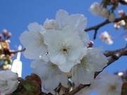 7th Apr 2023 - White blossom