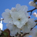 White blossom by speedwell