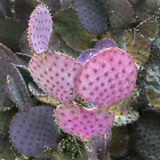 16th Apr 2023 - Even Prickly Pears Have Hearts