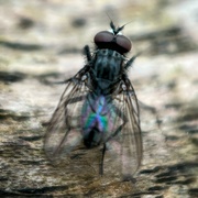 16th Apr 2023 - The Fly