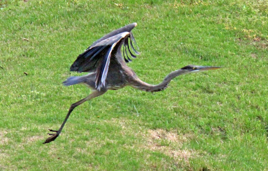 April 6 Blue Heron Taking Flight IMG_2983AA by georgegailmcdowellcom