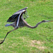 April 6 Blue Heron Taking Flight IMG_2983AA by georgegailmcdowellcom