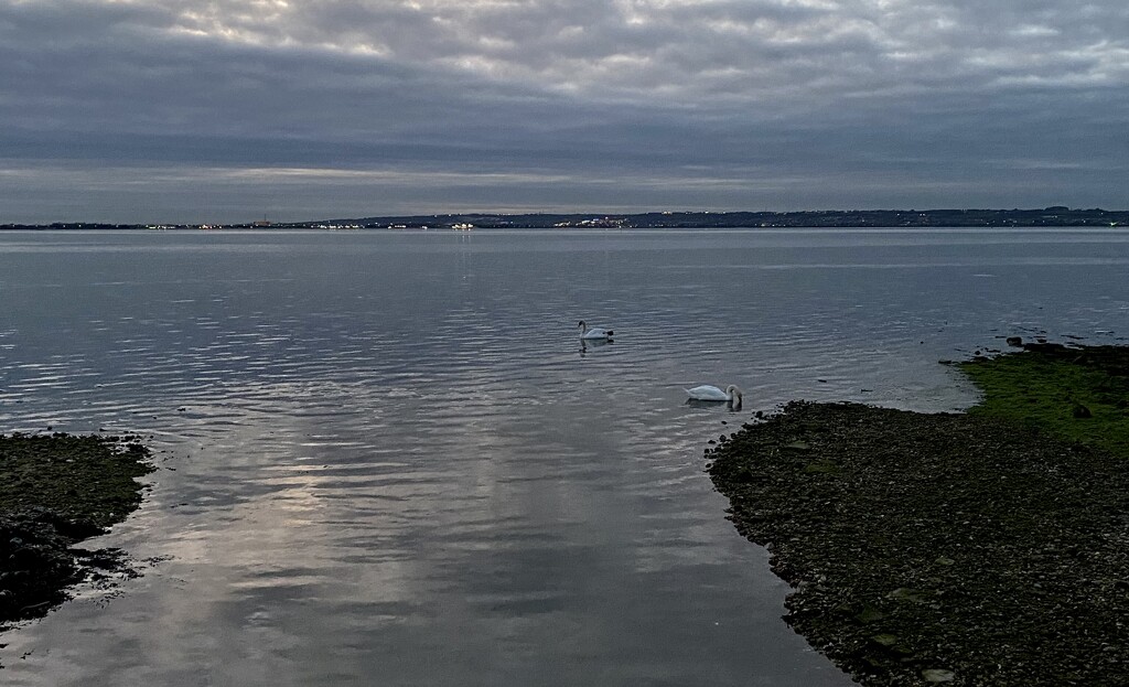 Swan lake. by wakelys