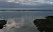 16th Apr 2023 - Swan lake.
