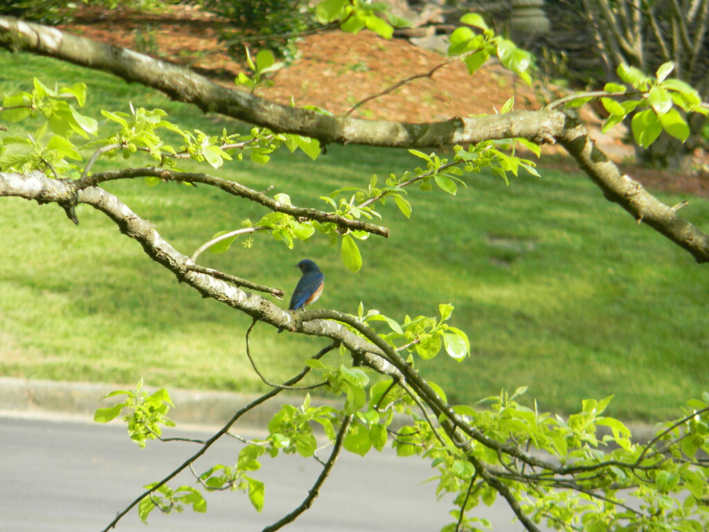Bluebird on Blackgum Branch by sfeldphotos