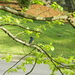 Bluebird on Blackgum Branch by sfeldphotos