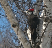 17th Apr 2023 - Pileated Woodpecker 