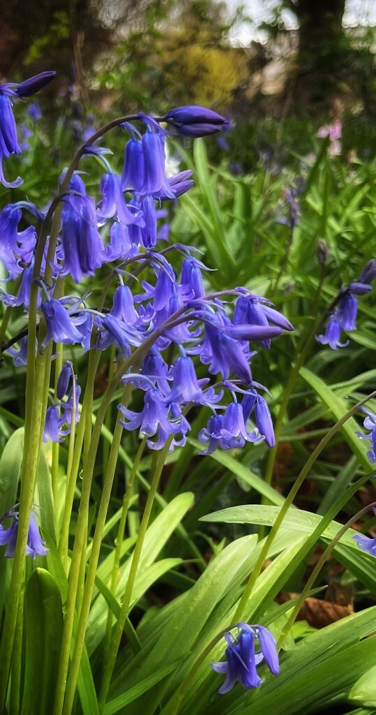 Bluebells 2 by pattyblue
