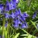 Bluebells 2 by pattyblue