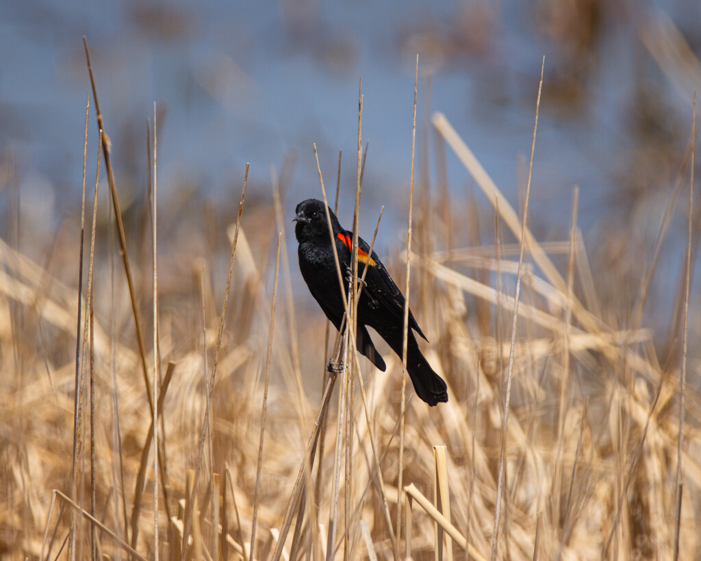 Red-wing blackbird by aecasey