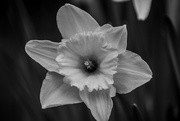 16th Apr 2023 - daffodil