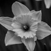 daffodil by darchibald