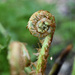Woodwardia Fern Fiddlehead  by ososki