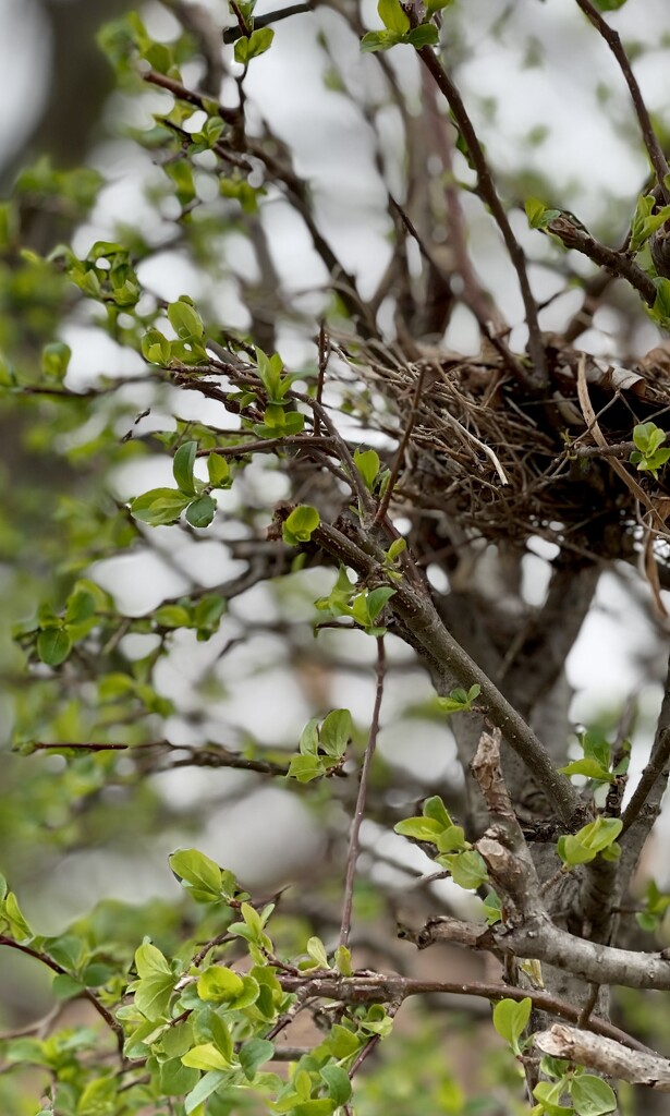 Beginning Springtime Nest by eahopp