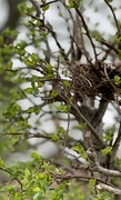 16th Apr 2023 - Beginning Springtime Nest