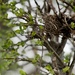 Beginning Springtime Nest by eahopp