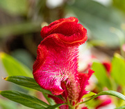 16th Apr 2023 - Red Flower  