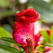Red Flower   by ianjb21