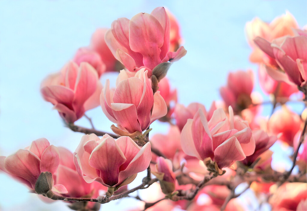 Happy Magnolias This Year by lynnz