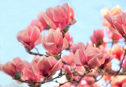 15th Apr 2023 - Happy Magnolias This Year