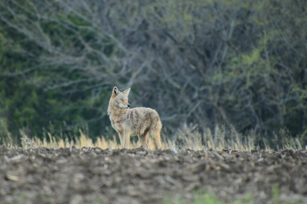Lone Coyote by kareenking